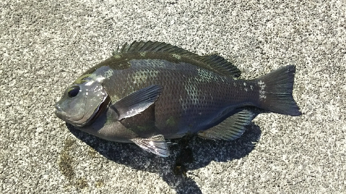 エサとりだらけ…