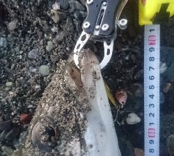 仁淀川河口ライトショアジギング