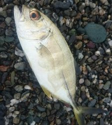 仁淀川河口サーフショアジギング