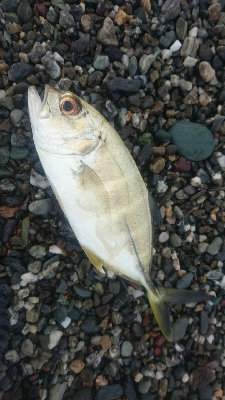 仁淀川河口サーフショアジギング