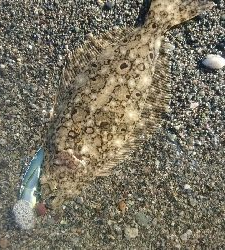 仁淀川河口サーフショアジギング