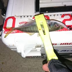 まだまだ数釣り