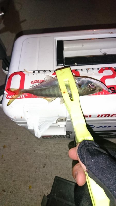 まだまだ数釣り