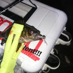 まだまだ浅場でアジ、サバ