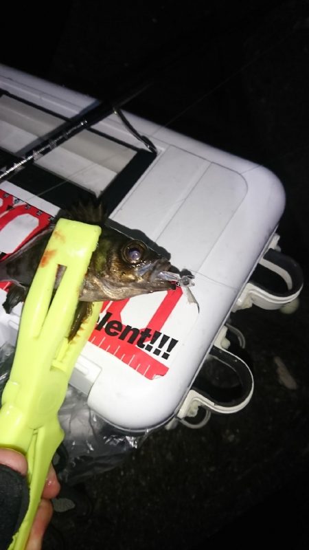 まだまだ浅場でアジ、サバ