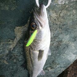 今日の釣果