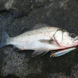 今日の釣果