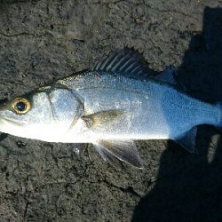 ひっさびさの釣り