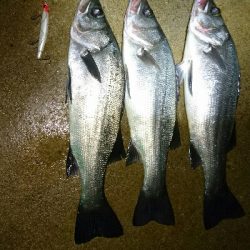 ヒラスズキ爆釣w