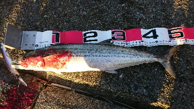 だんだん渋くなってきたようです