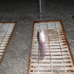 浦戸湾のアナゴ