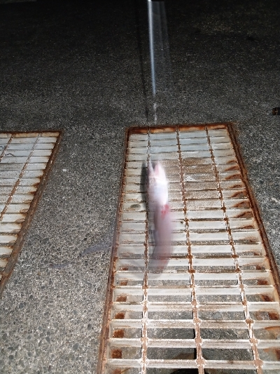 浦戸湾のアナゴ