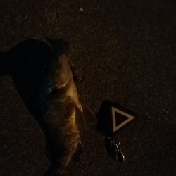 寒いが激熱ライトゲーム？