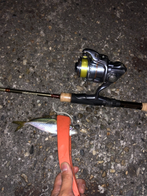 久々のアジング&メバリング