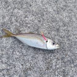 タチウオ終盤戦