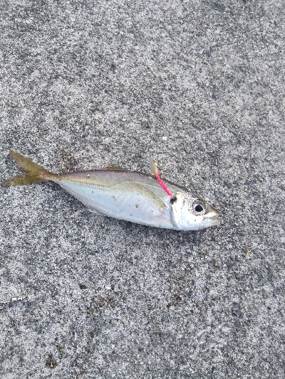 タチウオ終盤戦