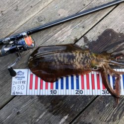 たぶん、アオリ納め