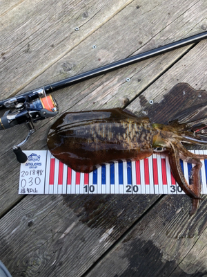 たぶん、アオリ納め