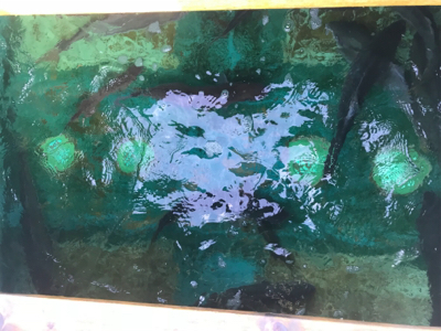 孝洋丸 落とし込み