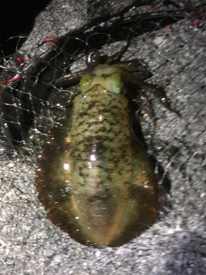 まだまだイカは小さかった
