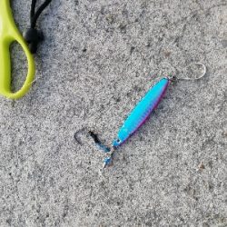 またサゴシ～(・ε・｀ )