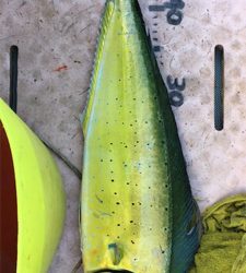 マイボートでサゴシ、ナブラ打ち!