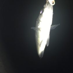 安定のチーバス祭り