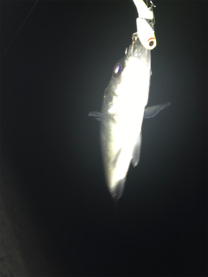 安定のチーバス祭り