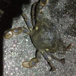 太刀魚ゲッターデビュー@南港