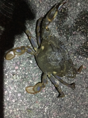 太刀魚ゲッターデビュー@南港