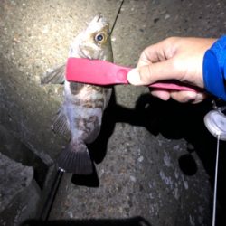 メバリング開幕