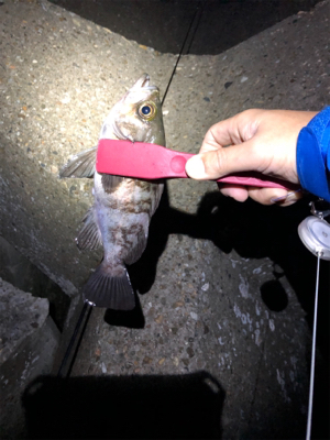 メバリング開幕