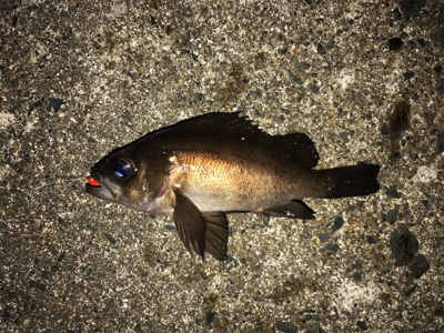 アーミーベイト(笑)。