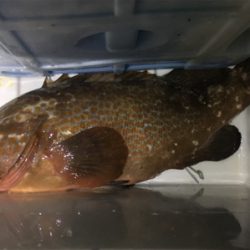 アジのノマセでアコウ