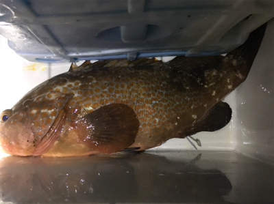 アジのノマセでアコウ