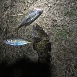 ガシラを求めて。