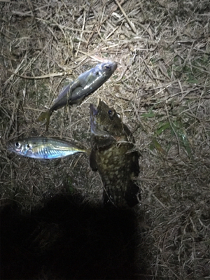 ガシラを求めて。