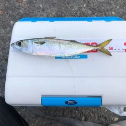 泳がせ釣り／サビキ釣り