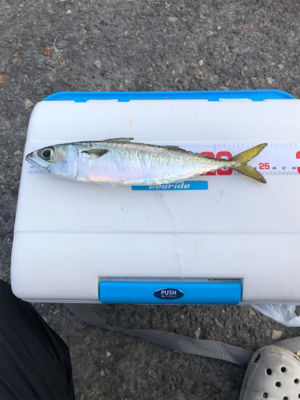 泳がせ釣り／サビキ釣り