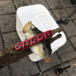 なんとかアジング成立しました