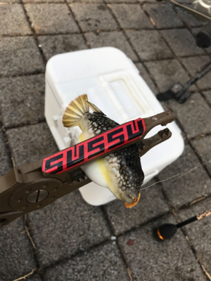 なんとかアジング成立しました