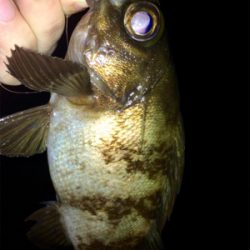 メバリンガー1710〜1750