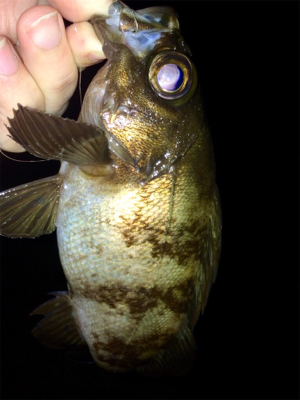 メバリンガー1710〜1750