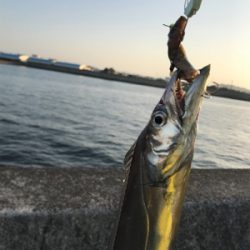 明るくなってからのタッチポン