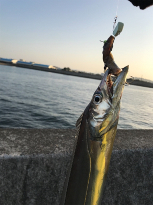 明るくなってからのタッチポン