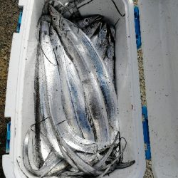 太刀魚入れ喰い!