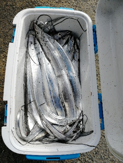 太刀魚入れ喰い！