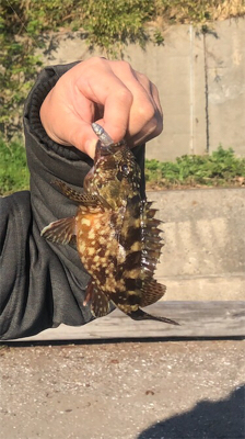 衣浦トンネル碧南側〜大浜漁港でガシリング