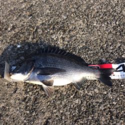 可能性の釣り in 横須賀