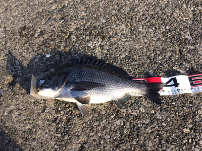 可能性の釣り in 横須賀